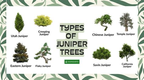 Juniper Fertilizer Requirements for Thriving Landscapes