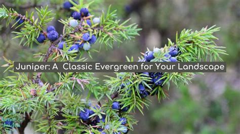 Juniper Tree Fertilizer: A Comprehensive Guide to Nurturing Your Evergreens