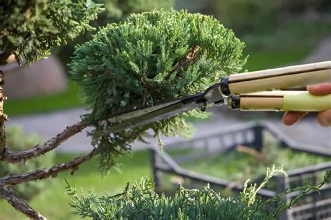 Juniper Tree Fertilizer: The Ultimate Guide to Nurturing Your Evergreens