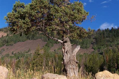 Juniper Tree Stands Alone: Unveiling Its Significance and Applications