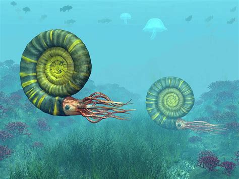 Jurassic Ammonites: