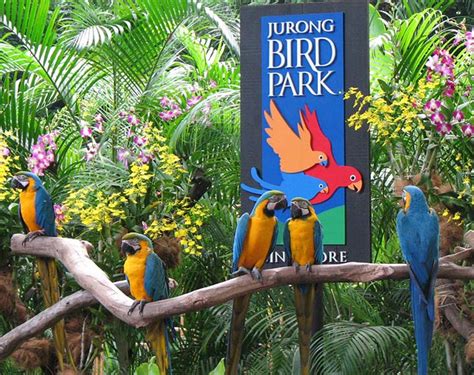 Jurong Bird Park Open on Chinese New Year 2025: An Unforgettable Avian Adventure!