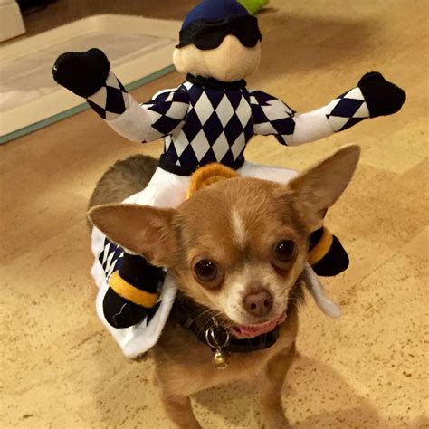 Just Dance Chihuahua Costume