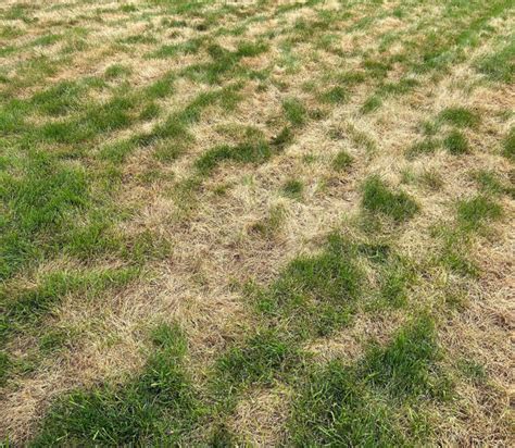 Just Fertilized Grass: The 48-Hour Rule and Beyond