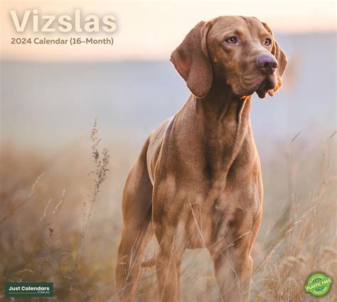 Just Vizslas Calendar Breed Calendars Kindle Editon