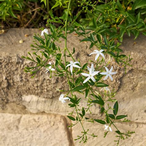 Justicia Albarea: Unveiling the Power of Nature's White Jasmine