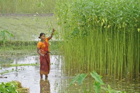 Jute Cultivation in North Bengal Its Problems and Prospects PDF