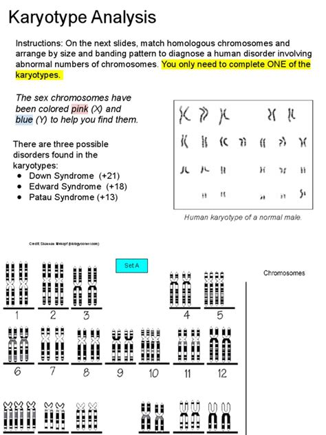 KARYOTYPE ANALYSIS PRACTICE ANSWER KEY Ebook Reader