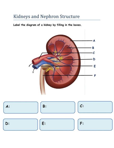 KIDNEY AND NEPHRON COLORING ANSWERS Ebook Reader