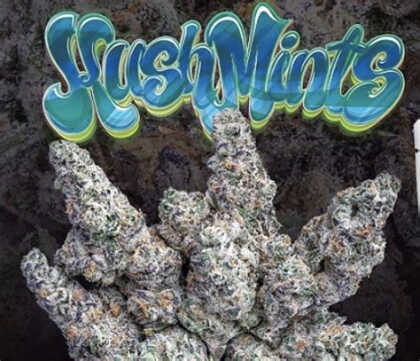 KUSH MINTS: The Strain That Conquered the Cannabis World