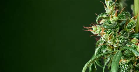 Kali Ryder: A Comprehensive Guide to the Potent Indica-Dominant Hybrid