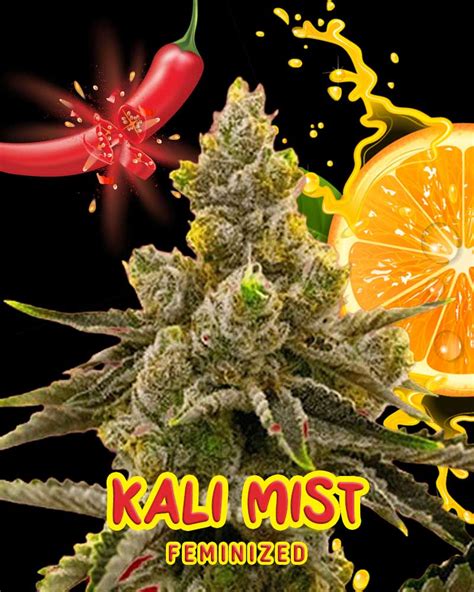 Kali Ryder: The Potent and Versatile Cannabis Strain