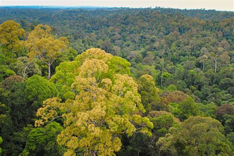 Kampong Kapur FSC: A Comprehensive Guide to Singapore's First FSC-Certified Tropical Forest