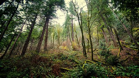 Kampong Kapur FSC: Unleashing the Potential of Sustainable Forest Management