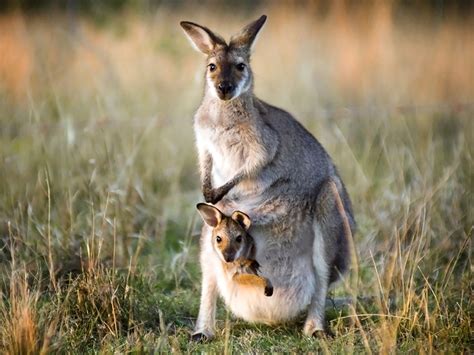 Kangaroo Animal Well: An Oasis of Knowledge and Fascination