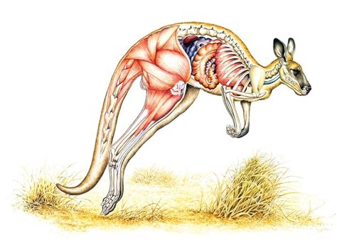 Kangaroo Physiology: