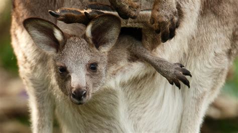 Kangaroo pockets: