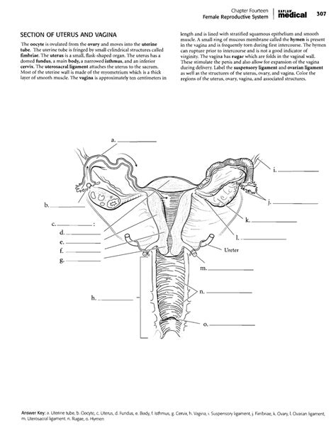 Kaplan Anatomy Coloring Reproductive System Answers Doc