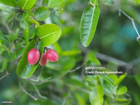 Karonda Tree: Nature's Tiny Powerhouse