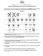 Karyotype Lab Bio Sources Mrs Smith Answers Doc