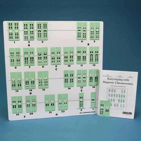 Karyotyping And Magnetic Chromosomes Answers Reader