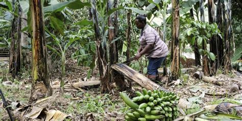 Kasenwirjo: Ubah Limbah Pisang Jadi Kekayaan Daerah