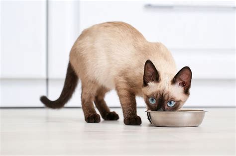 Katkin: The Ultimate Guide for Siamese Owners in 2025 [VS]