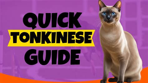 Katkin for Tonkinese Owners: The Ultimate Guide to 2025+