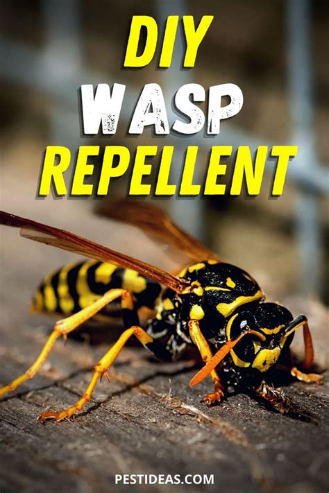 Keep Wasps at Bay: Essential Wasp Deterrent Strategies