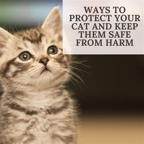 Keeps your cat safe: