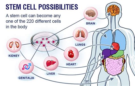 Keiki Touhou: Unlocking the Possibilities of Stem Cell Therapy for Children