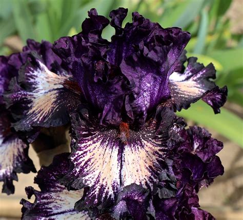 Keith Keppel Iris Catalog