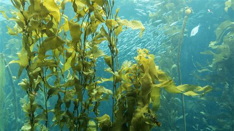 Kelp Dry: A Seaweed Treasure Trove with Endless Potential