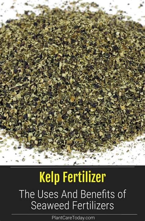 Kelp Fertilizer: 5 Surprising Benefits That Will Transform Your Crops