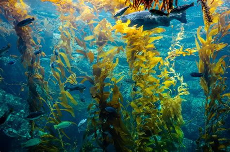 Kelp Forests: