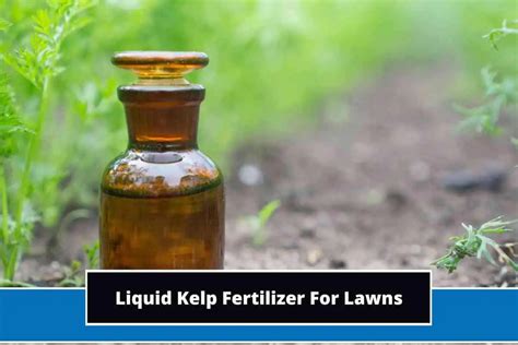 Kelp Liquid Fertilizer: A Revolutionary Farming Solution for Enhanced Crop Production