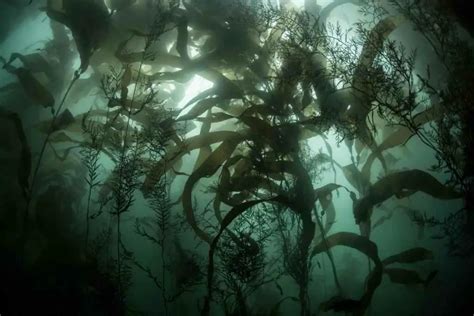 Kelp Magic: How to Unleash the 101+ Wonders of Kelp as Fertilizer for Bumper Harvests