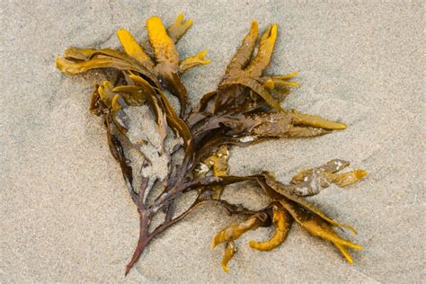 Kelp Meal Fertilizer: Transform Your Plants with Nature's Ocean Nectar