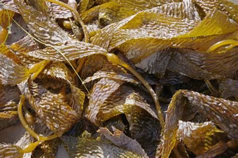 Kelp as Fertilizer: A Guide to Harvesting the Power of the Ocean