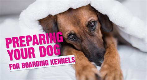 Kennel Boarding Near Me: A Guide to Picking the Perfect Place for Your Pup