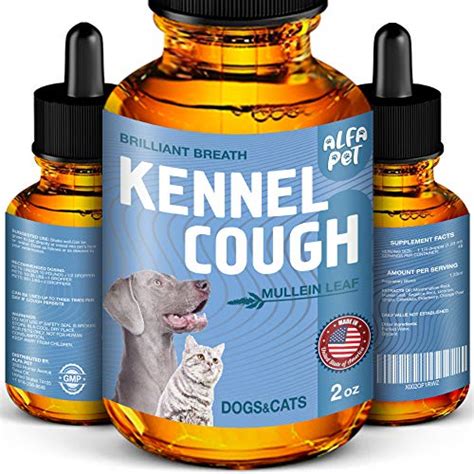 Kennel Cough Medicine for Dogs: The Complete Guide