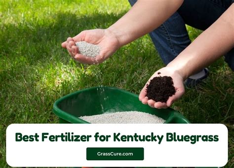 Kentucky Bluegrass Fertilizer: 5 Essential Tips for a Thriving Lawn