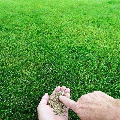 Kentucky Bluegrass Fertilizer: The Ultimate Guide to a Lush and Healthy Lawn