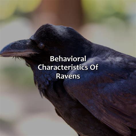 Key Attributes of the Shell Raven