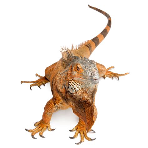 Key Characteristics of the Perfect Iguana Pelt