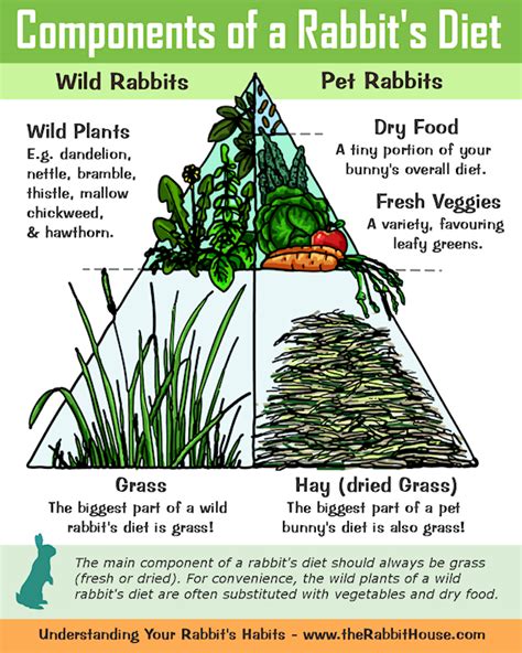 Key Components of a Rabbit's Diet