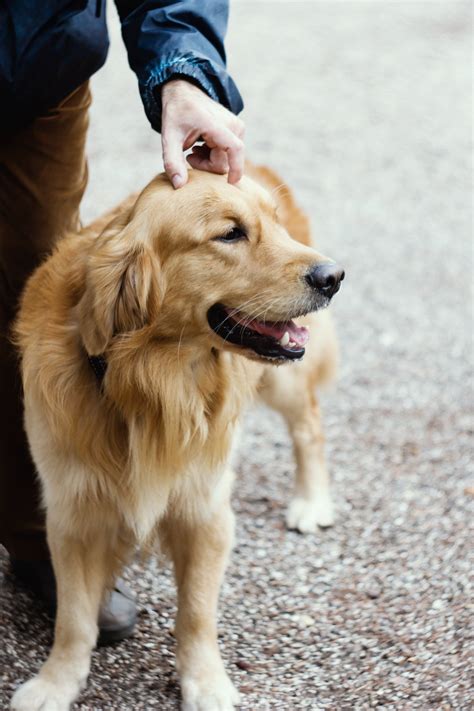 Key Considerations for Choosing a Friendly Dog Breed