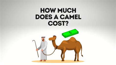 Key Determinants of Camel Price