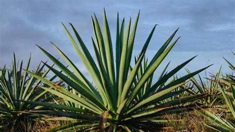 Key Factors Influencing Agave Price