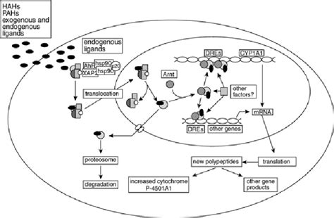 Key Features of Dinoxnhe